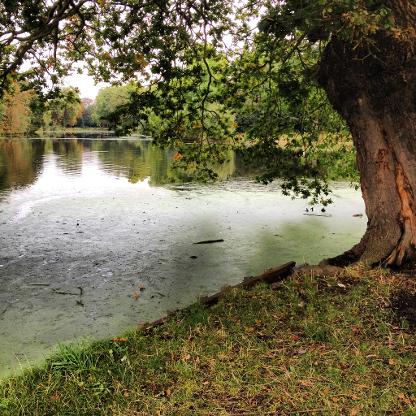 Wanstead Park