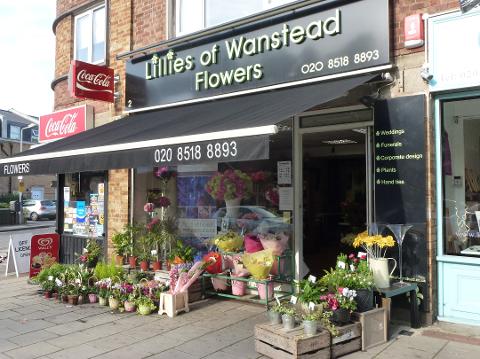 Lillies of Wanstead